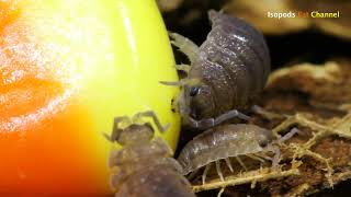 Isopods Eat Candy Corn SPOOK WARNING [upl. by Nnylkcaj]