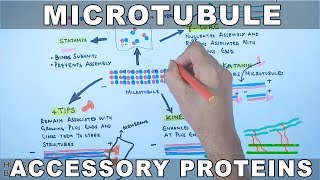 Accessory Proteins of Microtubule Cytoskeleton System [upl. by Kaile226]