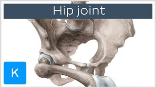 Hip joint  Bones ligaments blood supply and innervation  Anatomy  Kenhub [upl. by Anilef886]