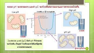 Biochem Lab I Physicochemical properties of proteins [upl. by Itnahs490]