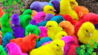 Ayam Lucu ayam warna warni ayam rainbow kelinci lucu bebek lucu ikan koi Hewan Lucu [upl. by Cacie]