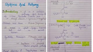 Shikimate Pathway  Biosynthesis Of Tryptophan KirtiPatelChemistry [upl. by Ahsetra876]