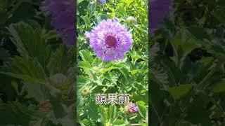 藍冠菊盛開｜有蘋果的香氣｜植株強健｜又稱蘋果薊｜Brazilian Buttonflower｜Centratherum punctatum [upl. by Scarito787]