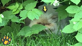 A Pregnant Cat was Hiding in the Bushes And was Afraid to Approach People for Help [upl. by Yelkreb]