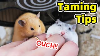 How to Tame Hamster and Minimise Biting [upl. by Fitz]