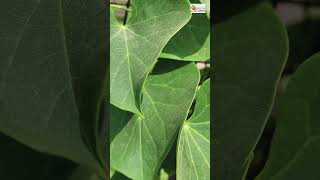 Health Benefits of Giloy Plant [upl. by Chesnut858]