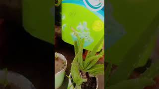 madhumalti ki jutting grow kareHow to grow madhumalti cutting plants terracegarden viralvideo [upl. by Taylor68]