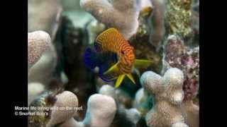 Hawaii Reef Fish Whitelist Species [upl. by Langston]