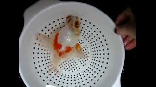 How To Hydrogen Peroxide Swab for Goldfish I [upl. by Manuela]