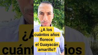 ¿A los cuántos años florece el Guayacán amarillo consultordigitaljardineria [upl. by Yniffit]