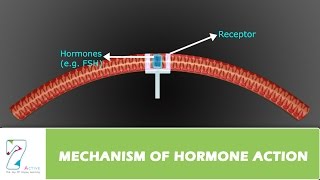 MECHANISM OF HORMONE ACTION [upl. by Rolf]