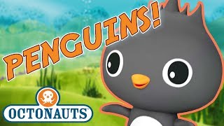 Octonauts  Learn about Penguins  Cartoons for Kids  Underwater Sea Education [upl. by Adnuahs]