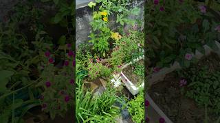 Gomphrena flower shorts shortsfeed viralshort shortvideos viralvideo tiktok waitfortheend [upl. by Kulseth]