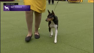 Rat Terriers  Breed Judging 2023 [upl. by Averil]