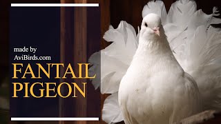 Fantail Pigeon [upl. by Isoais]