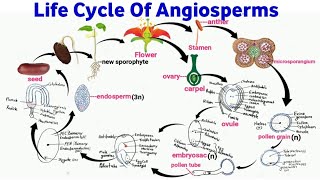 life cycle of flowering plants  angiosperm life cycle  reproduction in flowering plants [upl. by Annaor]