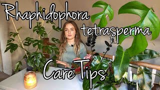 How to Care for Rhaphidophora tetrasperma  Houseplant Care Tips [upl. by Bogosian307]