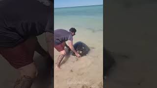 In a last ditch effort a whale shark bumped his boat for help 🥺 [upl. by Towers]