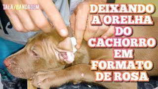 Como Fazer TALA para ORELHA de CACHORRO  Pit Bull [upl. by Ribaj]