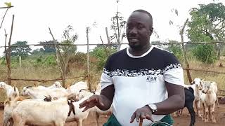 How to control inbreeding in goats [upl. by Dich]