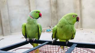 parrots talking like humans [upl. by Lundeen]