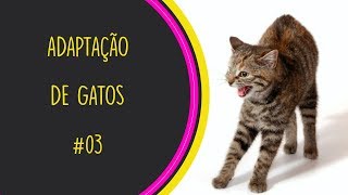 ADAPTAÇÃO DE GATOS  PARTE 03  BRINCANDO A DISTÂNCIA [upl. by Llet]