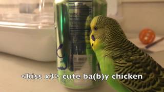 Kiwi the Budgie talks up a storm for two and a half minutes [upl. by Romney]