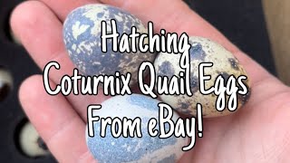 Hatching Coturnix Quail Eggs From eBay [upl. by Melc502]