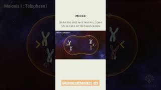 Meiosis shortsfeed biology meiosis meiosis fypシ゚viral [upl. by Howlond]