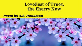 Loveliest of Trees the Cherry Now  Words Meanings  Explanation  Theme  Summary [upl. by Gilberte624]