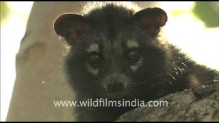 Cute little civet cat [upl. by Rusty]