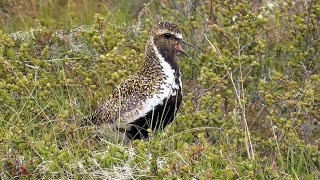 Golden Plover Calling [upl. by Faustine]