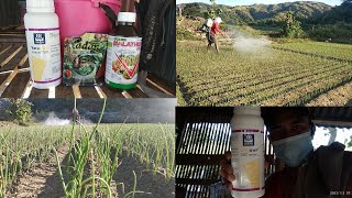 taniM December 10 nag apply YARA Vita Zintrac 700 amp Malathion insecticide amp Padan insecticide [upl. by Kraft]