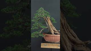 Bonsai time lapse [upl. by Ynes771]