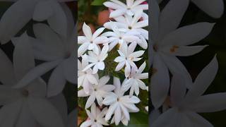 Star Jasmine A sweet fragrance and stunning beauty that transforms any garden into a serene haven [upl. by Arber]