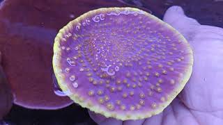 Turbinaria purple yellow coral gandalf [upl. by Martinez533]