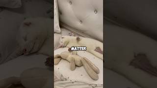 Ferret accompanied only by bunny doll pet ferret animals cute shorts shortvideo healing [upl. by Lacim]