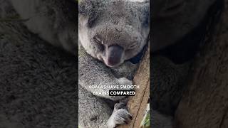 Koala The Dumbest Animal On Earth [upl. by Fihsak213]