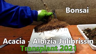 Albizia Julibrissin  Trasplante 2021 [upl. by Whitebook397]