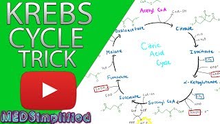 Krebs Cylcle Trick How to remember krebs cycle FOREVER [upl. by Aimahs]