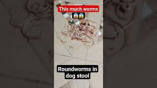 Roundworms in dog poop This much worms i have ever seen dog animal dogs dogproblems deworming [upl. by Dwight]