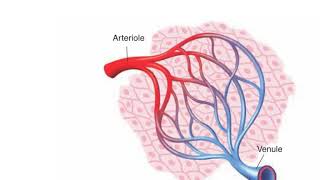 Vascular changes of acute inflammation [upl. by Abdella]