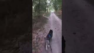 Husky Gravel Gallup pets bikejoring mushing dogs zoomies funny husky sleddogs mtb run [upl. by Aicilra]