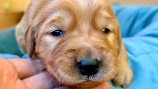 Golden Retriever Puppies Open Their Eyes For the FIRST TIME [upl. by Kondon]