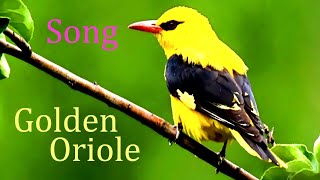 Golden OrioleBird song and callOriolus oriolus [upl. by Tnert]