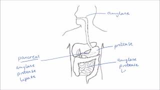 Enzymes In Digestion  GCSE Science  Biology  Get To Know Science [upl. by Orr836]