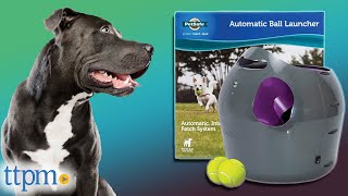 Our Pups Tested The AUTOMATIC Ball Launcher from PetSafe 😱  Is It REALLY Worth It  TTPM [upl. by Nosremaj]