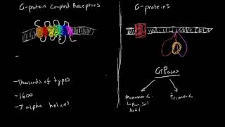 GProtein Coupled Receptors amp GProteins [upl. by Sirah]