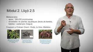 25 Trematodes digenis i Cestodes ciclofil·lidis [upl. by Foley]