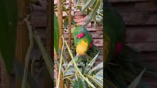 Hello from a pretty boy naturelovers speakingparrot greenparrot birds Yellowheaded Amazon [upl. by Dent160]